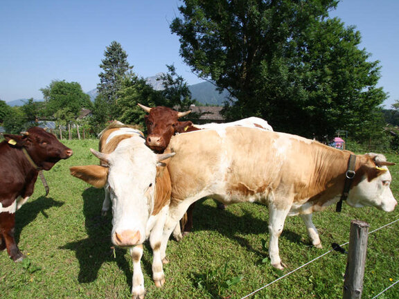 Aschauer Bachbauernhof Aschauer Bachbauernhof